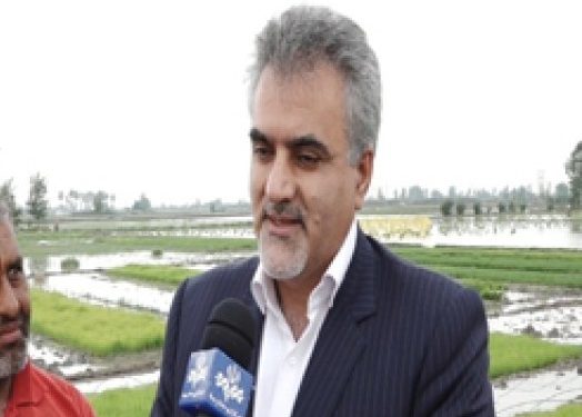 باغ‌های مرکبات مازندران در معرض مگس میوه مدیترانه‌ای قرار دارند