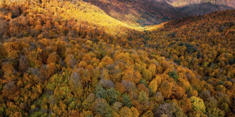 طرح نجات بخش جنگل‌های شمال، ۱۰ سال در کش و قوس تهیه و تدوین